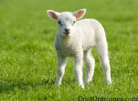 Oracion al Corderito Manso
